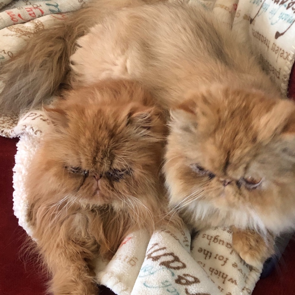 Meet your Posher, Mary